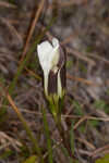 Wiregrass gentian